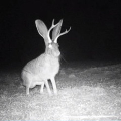 Jackalope Night