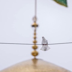 أنتَ لي | الإمام الرّضــا 'ع'