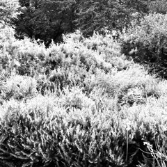 disquiet0678 - 2024 (60sec)