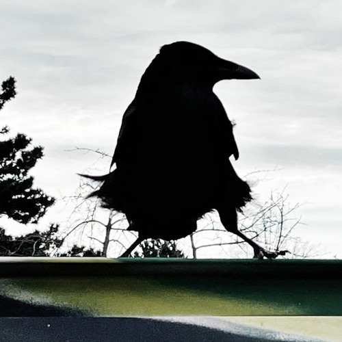 Crow_Berlin_Alexanderplatz