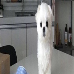 September 9th 2025 beat clips *labs in description *