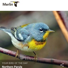 Merlin Bird ID app Northern Parula