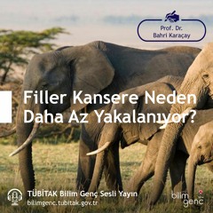 2- Filler Kansere Neden Daha Az Yakalanıyor?