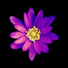Anemone