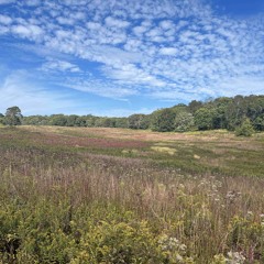 Childhood - Honey VHS