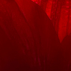 Diary of my song skeletons: Arrow