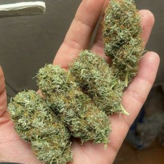 BANANA SHERVER 🍁