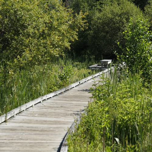 Stream Birds of the Paintshop Pond Wetlands at Wellesley College by ...