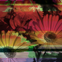 Yutia's Calendula Flower