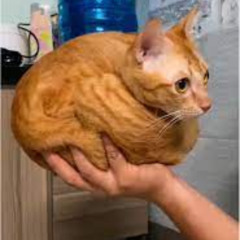 royal fam!ly (prod. level)