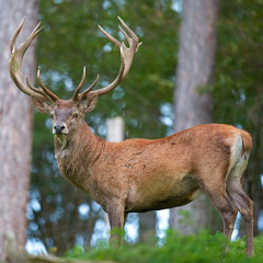 Brame du Cerf dans les ardennes et en Belgique