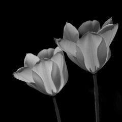 Dos Flores - Disquiet0592