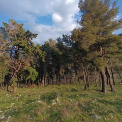 xrincorrerti