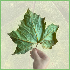 Woodsong