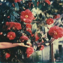 Camellia