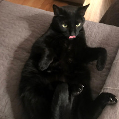 wolverine (sufjan stevens)