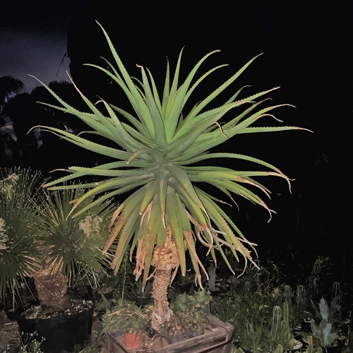 Psicodelica Junior H - (Seed Edit)