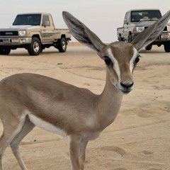 ياللي جمالك ماله حدود ' محمد ال دلبج 🤍