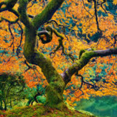 Orange Giant