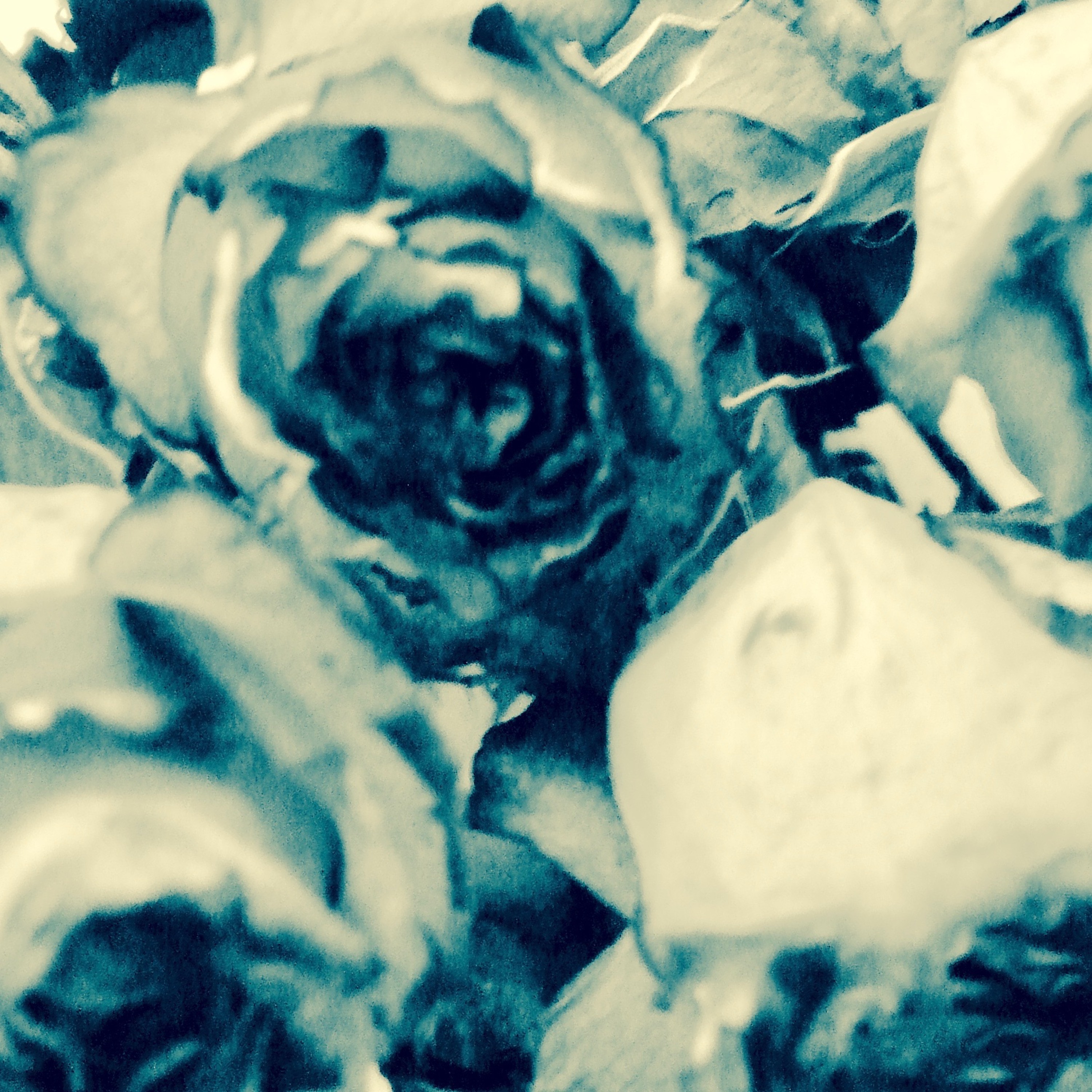 Withered Rose Tattoo episode artwork