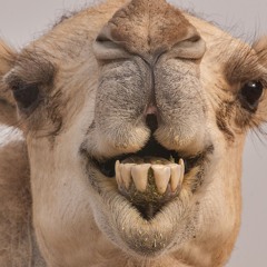 Camel Life (Original)