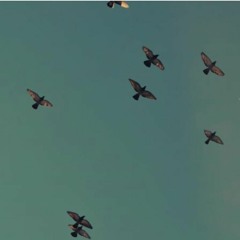 pajaros volando