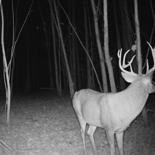 cold night in november - jodylaflam - prod. zyller beats X zepelin