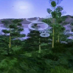 lots of jungle