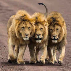 Safari Kings