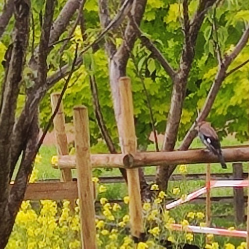 Ptak1.wav by CzosnkowySmok