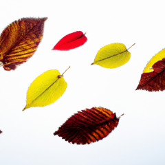 Autumn Leaves Dance