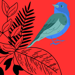 Suara Burung Cucak Cungkok