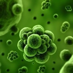 Infected