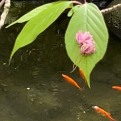June Midsummer - sprouted filtered overflowed collected comforted matched