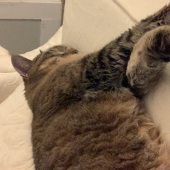 i wanna go to hu$hgod’s house and see his cat
