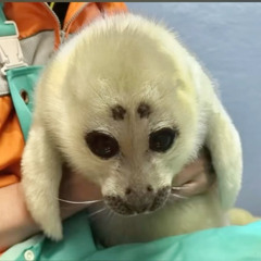 odd chopped freestyle (Prod.pipe bomb)