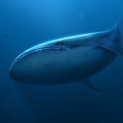 Blue Whale/Game over (listen with headphones)