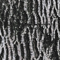 MOTZ Exclusive: Charfi - Untitled 2