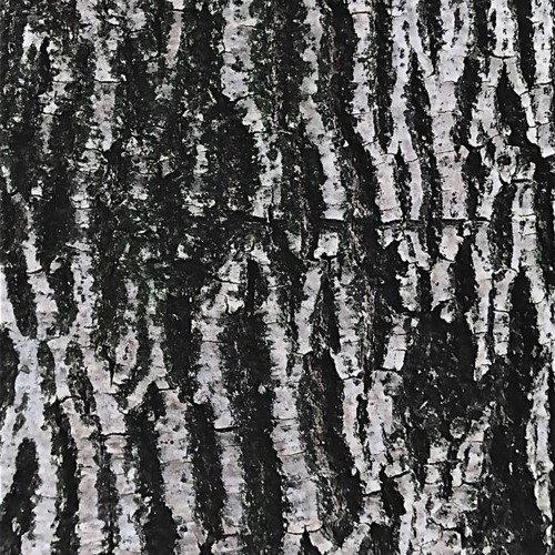 MOTZ Exclusive: Charfi - Untitled 2