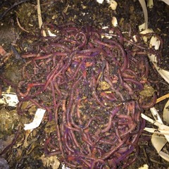 worms and willow trees