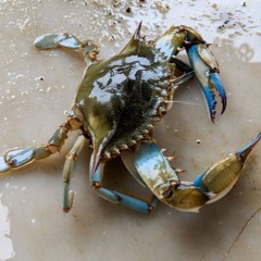 crab technology