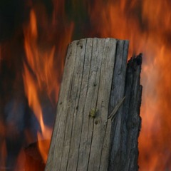 "In naher Zukunft wird es Megafeuer auch hier geben" – KIT-Experte zu Bränden in Kalifornien