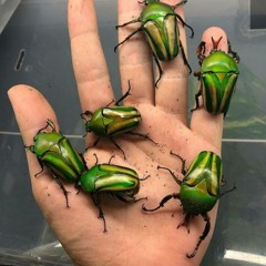 sprouts
