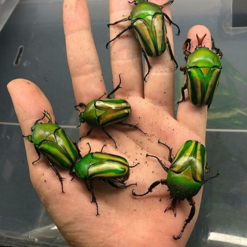 sprouts