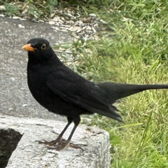 Dad Hat 🧢 - t0P^fL@g