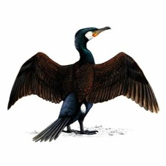 10 - Tensions Between Two Great Cormorants 2020 - Converted