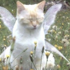 나비야 Butterflies (Feat. realfeelworld)