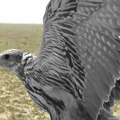 شيلة : من نظرة الرجال - اداء فلاح المسردي - 2015 1.m4a