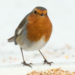 15 The Maids of Mitchelstown/Dunmore Lasses/Maud Millar (Reels)