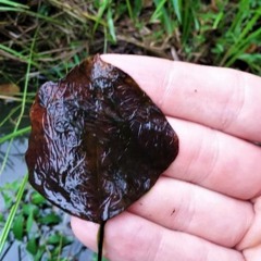 FE Ken Thompson & Hal Halvorson: algae, fungi and leaf decomposition